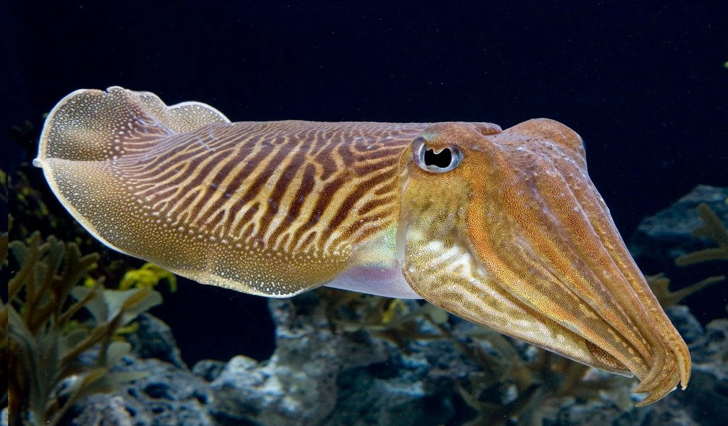 El calentamiento de los océanos podría achicar a buena parte de los animales marinos hacia 2100